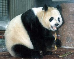 Female panda 'Tong Tong' dies at Ueno Zoo+